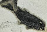 Plate of Three Fossil Fish (Diplomystus & Knightia) - Wyoming #292412-3